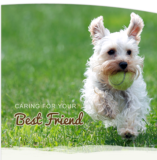 Chippewa Falls WI Veterinary Clinic