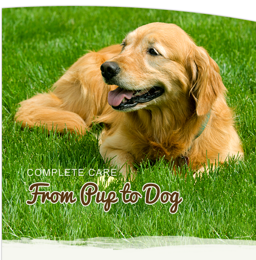 Caring for Your Small Animals